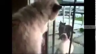 Коты!!!Смешное видео