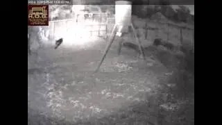 Texas Hogs Traped