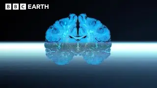 Discover The Mysteries of the Human Brain | BBC Earth Science