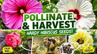🌺Create Your Own Hibiscus Seeds &Hybrids: Hand Pollination, Cross Pollination & Seed Harvesting!