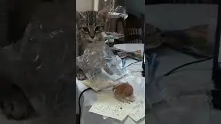#cats совсем изголодался