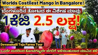 FARM TOUR-"ಈ ಮಾವಿನಹಣ್ಣು 1ಕೆಜಿಗೆ 2 ಲಕ್ಷ 60 ಸಾವಿರ!-Ep10-Teja Nursery-Shivanapur Ramesh