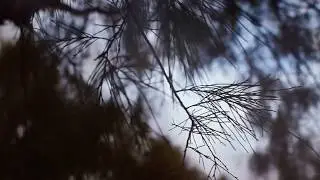 Leaf.