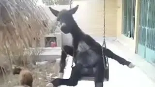 осёл слушает кавказские песни