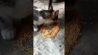 billa eating allo bhujia #cats #tiktok #funny #comedy #tiktokvideo #youtubeshorts #instagram #cat
