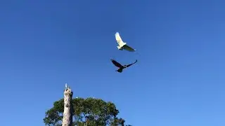 Black Cockatoo VS Sulphur-Crested Cockatoos 🪶