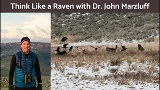 2023 Bird Fest Keynote: Think Like a Raven with Dr. John Marzluff