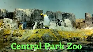 Central Park Zoo,New York City| Wildlife Animals| USA