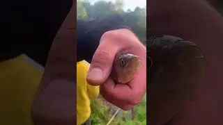 Рыбалка на пруду