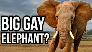 3 Animals That Are Totally Gay