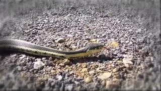 Snake and Ladders: The Movie