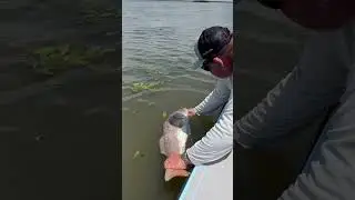 Monster Reds In Louisiana! #flatsfishing #inshore #fishing #fyp