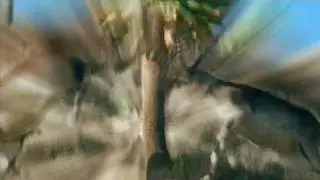 Chariots Of Fire Theme To The Animal Kingdom.