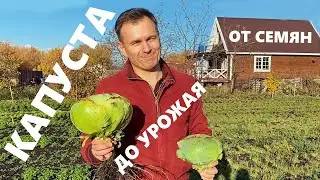 Выжимаем максимум из капусты  Технология ОЖЗ «от семян до урожая»