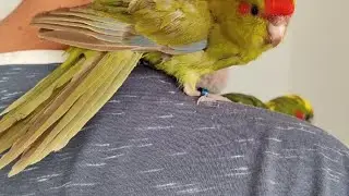 Meet my baby kakariki