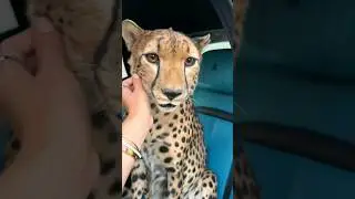 Sevmek bizim işimiz #trend8 #araba #car #new #yeni #video #keşfet #shorts #viral #muzik #viralvideo