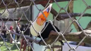 New video Rescued Tucan Very Close #toucan #animal #birds #birdsounds