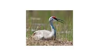 Sandhill Cranes
