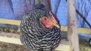 #comfy Barred Rock Sitting on Her Perch