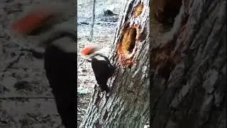 Beautiful Woodpecker  Original Sounds 😎 