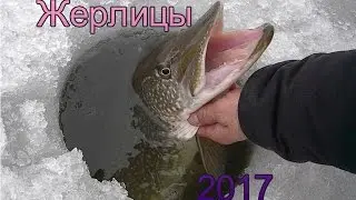 Щука на жерлицы 2017
