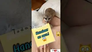 Нападает на мать! #meerkat #сурикотики #cat #шпротик
