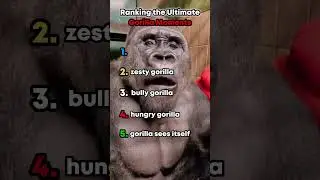 Ranking The Funniest Gorilla Moments 🤣