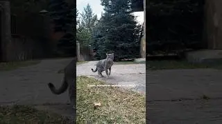 Знакомьтесь, ещё один член нашей семьи - Элвис NLO 🥰 