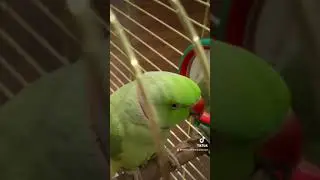 Говорящий ожереловый попугай Ричи