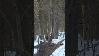 Рогатый хамелеон Джексона.
