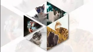 Cats Slideshow Animation | After Effect CC Motion Graphics | Hamza Visuals