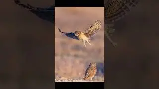 Photographing a family of Burrowing Owls. #owl #birds #burrowingowl #wildlife #owlphotography
