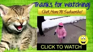 Funny Dogs   Funny cats   Funny videos compilation of animals in 2015