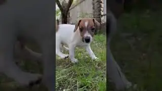 Собака Бобби и кот Симба 