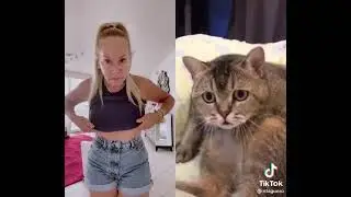 gato miron