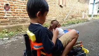 brother accompanied the little monkey to play before taking a bath #mokimonkey #babymonkey #adorable