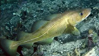 ОТЛИЧНАЯ РЫБАЛКА В БАРЕНЦЕВОМ МОРЕ. УРА-ГУБА. ТРЕСКА. 