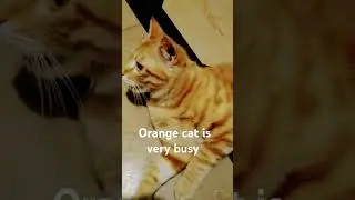 Orange cat got appointment with grey cat part1