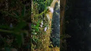 Cinematic Simple | Cinematic Alam | Cinematic Nature