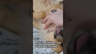 самый лучший пес в мире