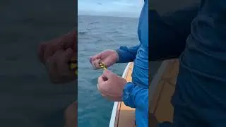 When you forget to take the rubber tip off the hook 🤦 #fishingaddiction #fishing #fishingaustralia