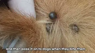 Tick Fever 10 symptom and How to Treat #tick #tickfever #dogs #doglover #dogfever