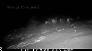 Wolves Chasing Elk