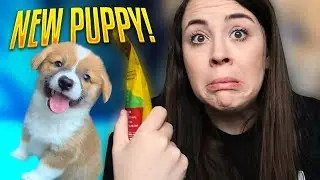 MEET MY NEW CORGI PUPPY