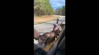 Деньги давай!