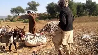 Donkey loading |Donkey ride |Donkey riding |aj donkey rideing ki| donkey raja| riding donkey| donkey