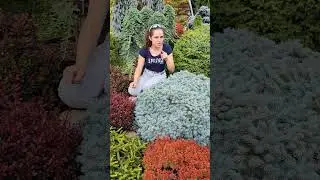 Райский уголок хвойных растений