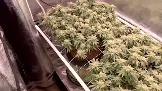 Feb 14, 2023 - quick overview of the dozen legal plants.
