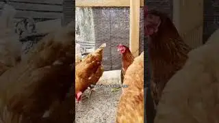 How Many Eggs Did My 8 Chickens Lay This Week? 