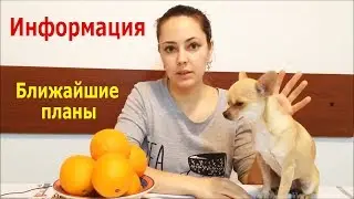 Информация. Ближайшие планы.